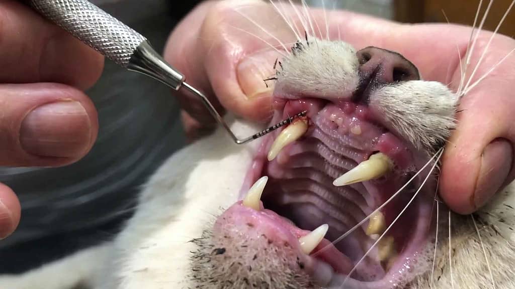 Cat undergoing dental examination