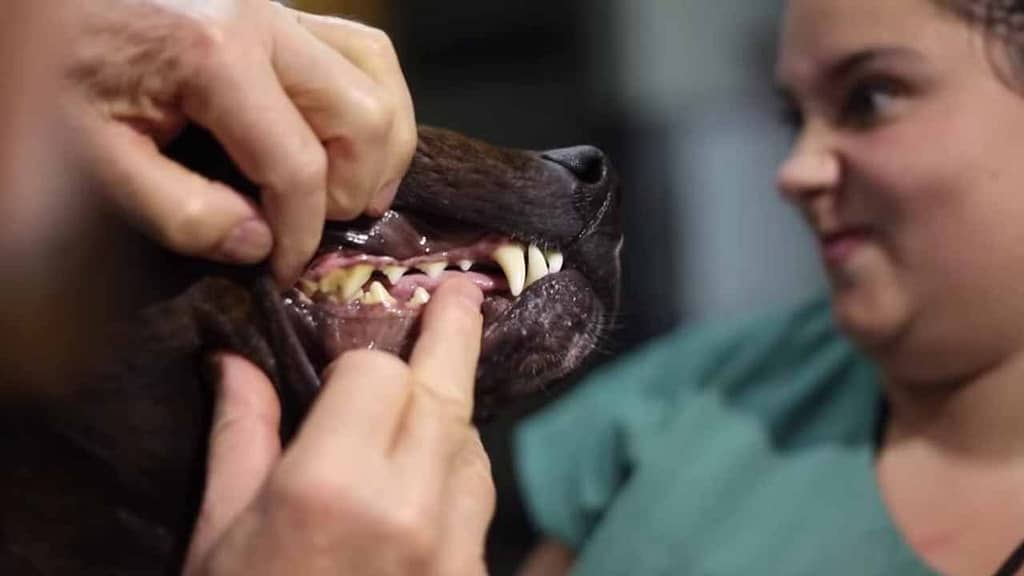 Dog having its teeth examined.