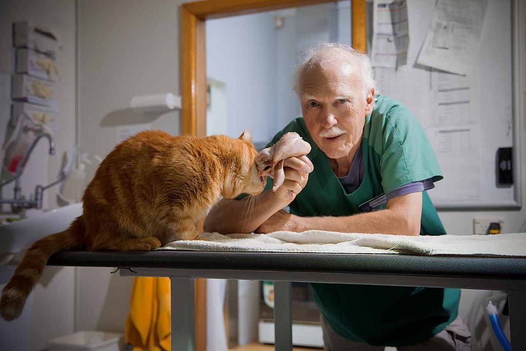 Dr Tom Lonsdale feeds a ginger cat a raw meaty bone