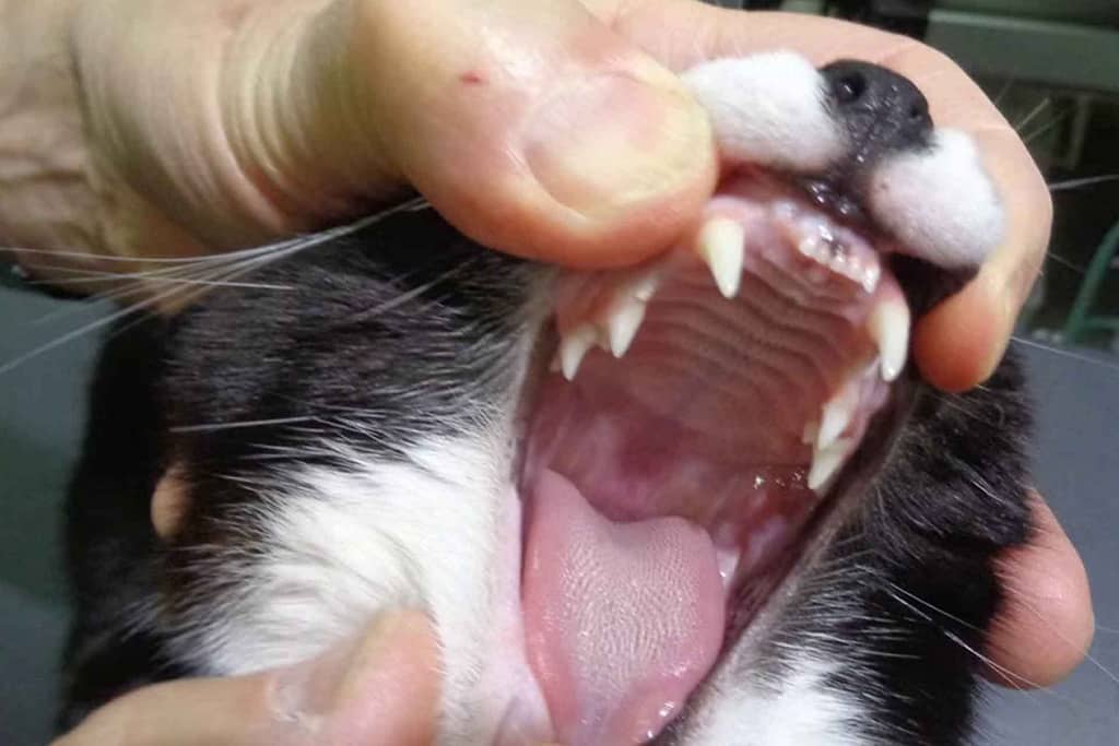 Cat undergoing a dental examination