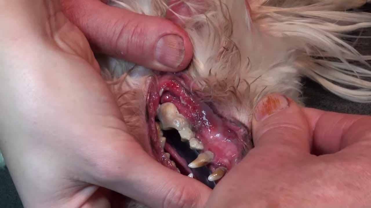 Video Screenshot showing the advanced dental decay on Wally, the Maltese Poodle.