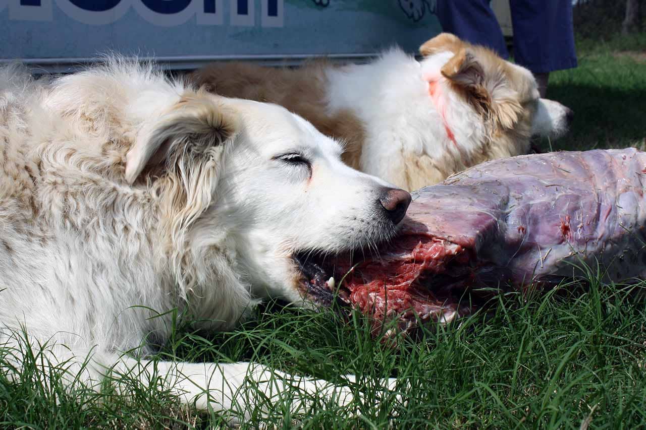 Dogs eating a raw carcass