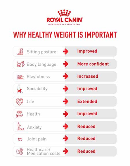 Royal Canin Infographic from their LinkedIn article purporting why a healthy weight is important for your pets. Image Credit: Royal Canin.