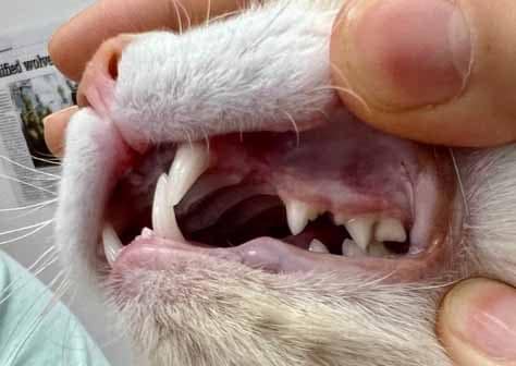 Pippin's healthy mouth, seven days after dental extractions, gum treatment and a diet of raw meaty bones