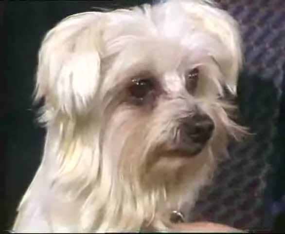 Screencap from video showing a much improved Tess, the Maltese.