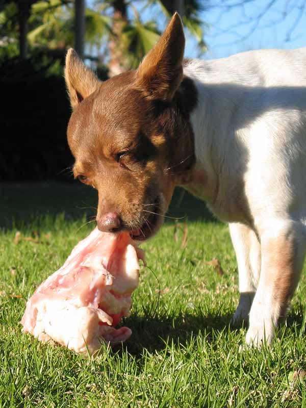 'Midget' the Dog eating a raw meaty bone