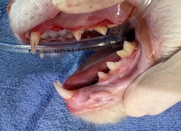 Pippin the cat, undergoing dental surgery after showing signs of Feline Gingivostomatitis