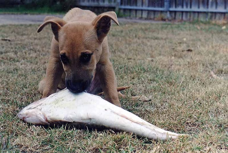 Young dog eating a whole raw fish