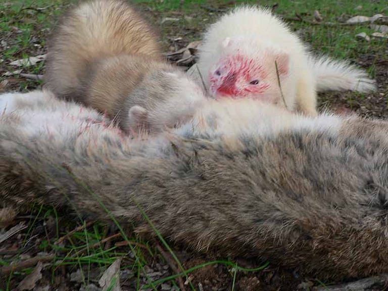 Two ferrets eating a rabbit carcass