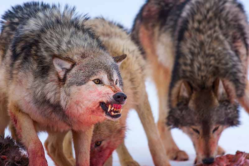 A pack of bloodstained wolves eating the carcass of their prey. One wolf bares its teeth, demonstrating the cleaning power of fur, fins, feathers and raw meaty bones.