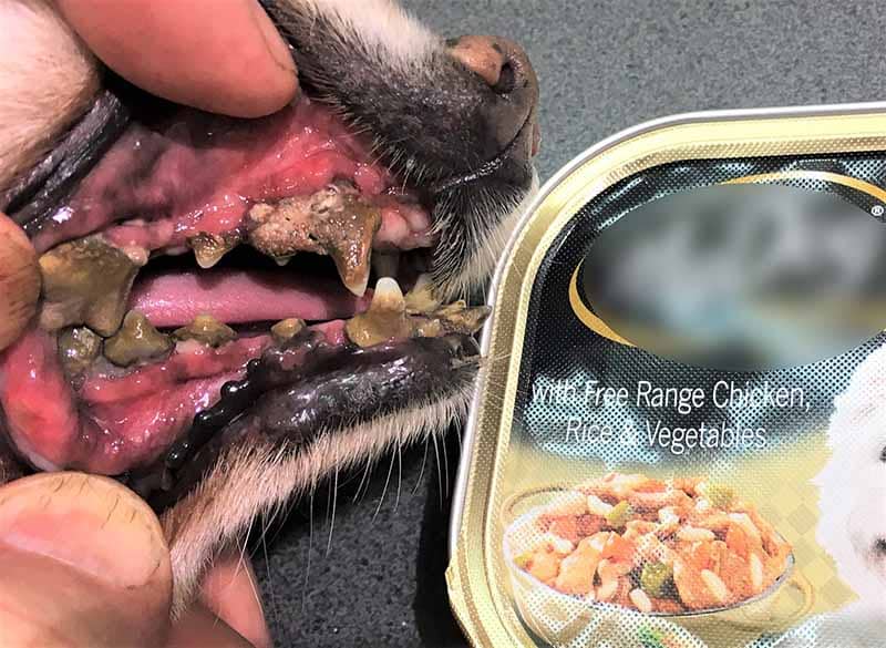 Dog showing advanced dental decay caused by diet.